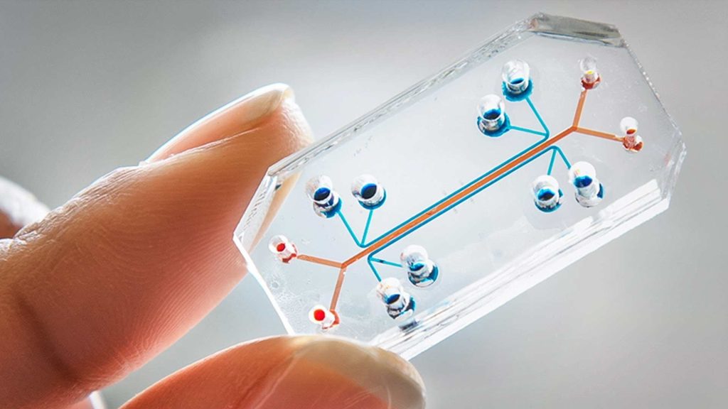 organ-chip