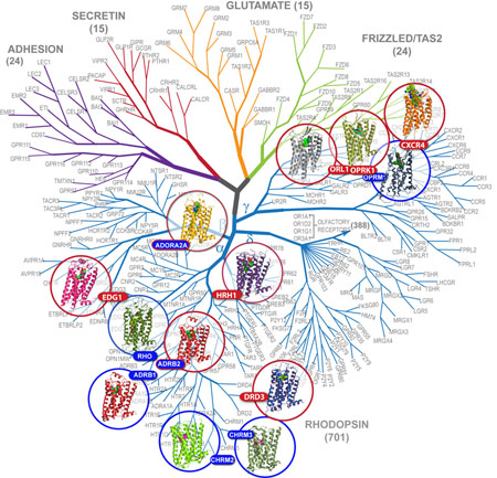 GPCR_tree_Targets_Structures_press_v1b