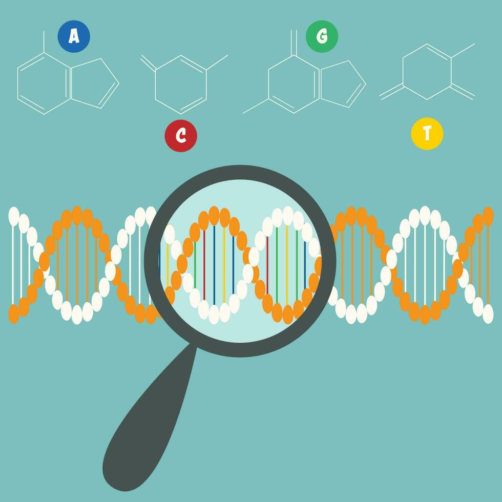 searching-for-the-dna-sequence-vector